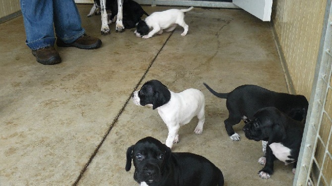 Des Bords Du Yar - Les chiots prennent leur nouveau quartier ;-)