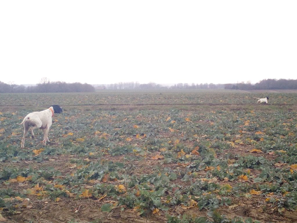 Des Bords Du Yar - Superbe Week-end de chasse au Vol au Domaine de Chasse de MIVOISIN(45)