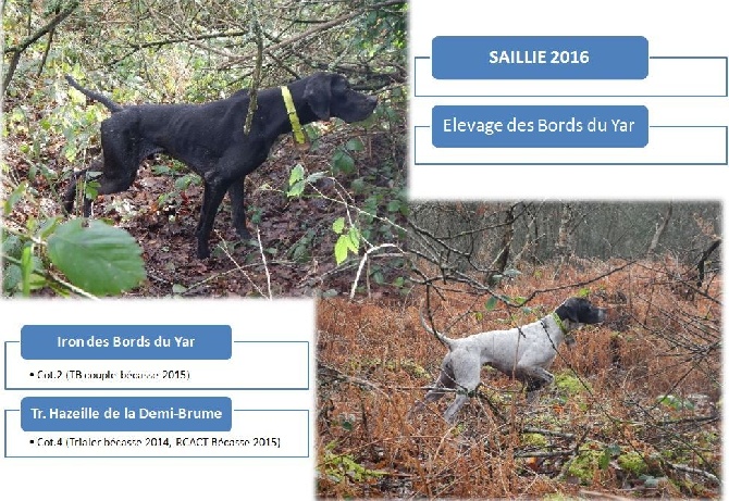 Des Bords Du Yar - Saillie 2016