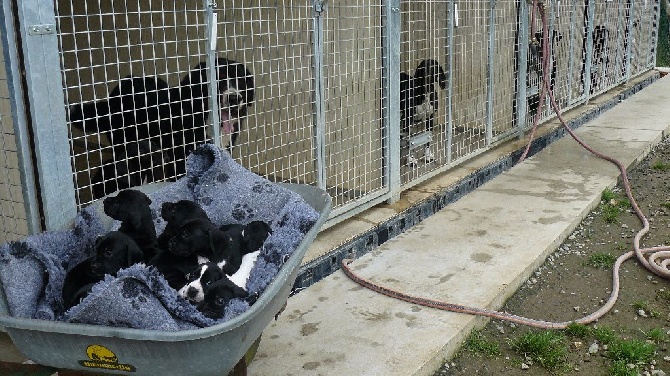 Des Bords Du Yar - Nouvelle réglementation en BZH pour le transport des animaux vivants