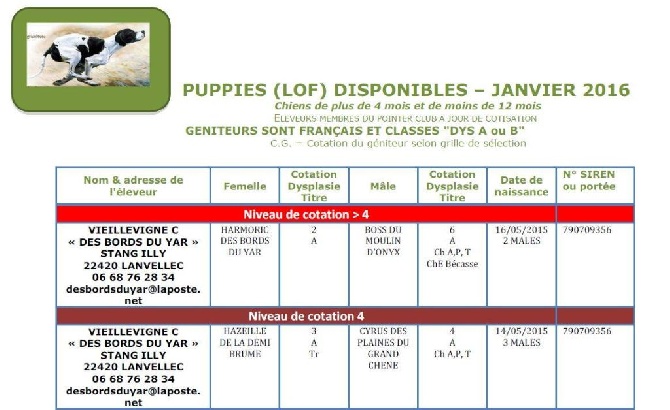 Des Bords Du Yar - Télécharger la liste des puppies disponibles