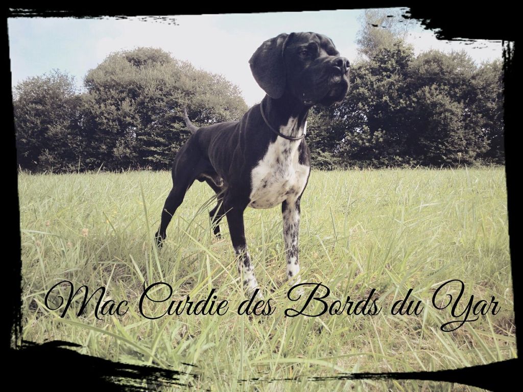 Des Bords Du Yar - Mac Curdie Des Bords Du Yar - 14 mois