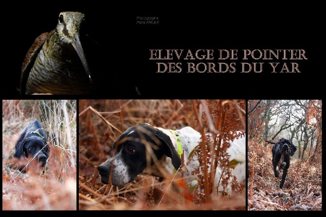 Des Bords Du Yar - Elevage des Bords du Yar