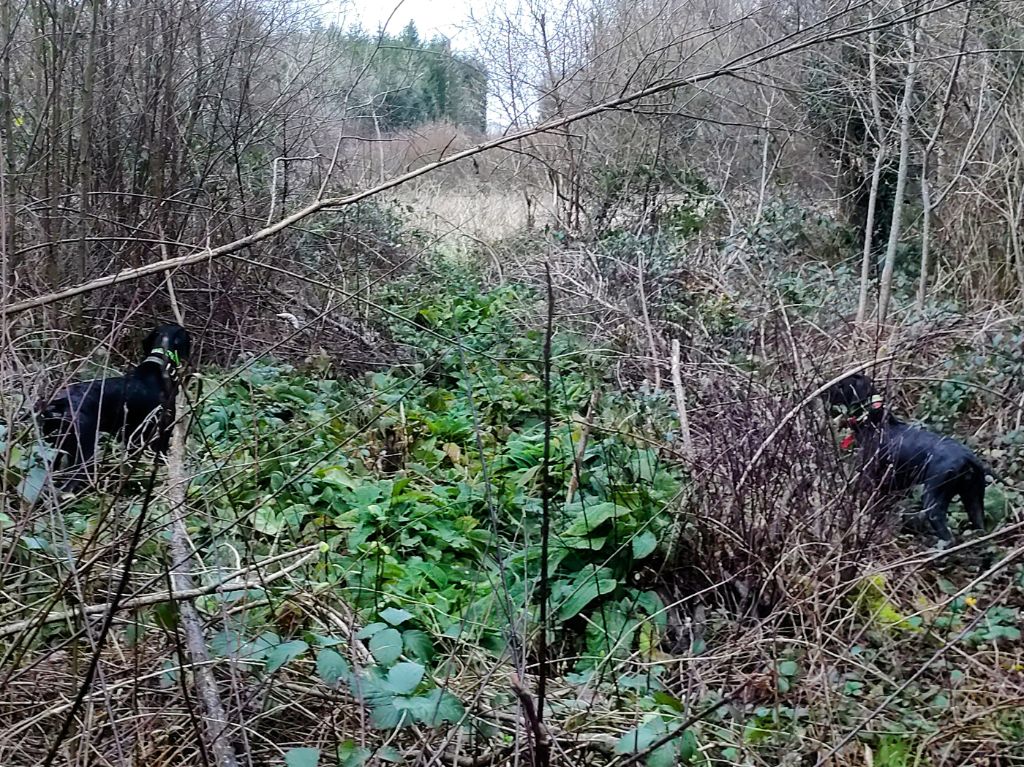 Des Bords Du Yar - ? Bonne année 2025 de l'Élevage Des Bords Du Yar ! ?