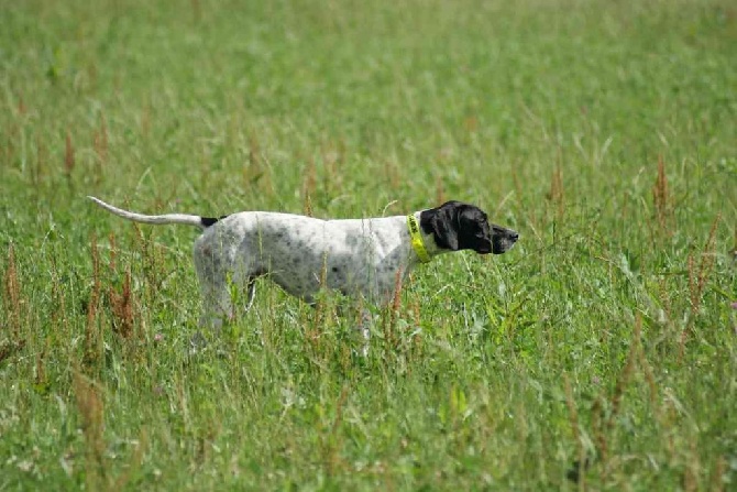 Des Bords Du Yar - Pointer clé-en-main