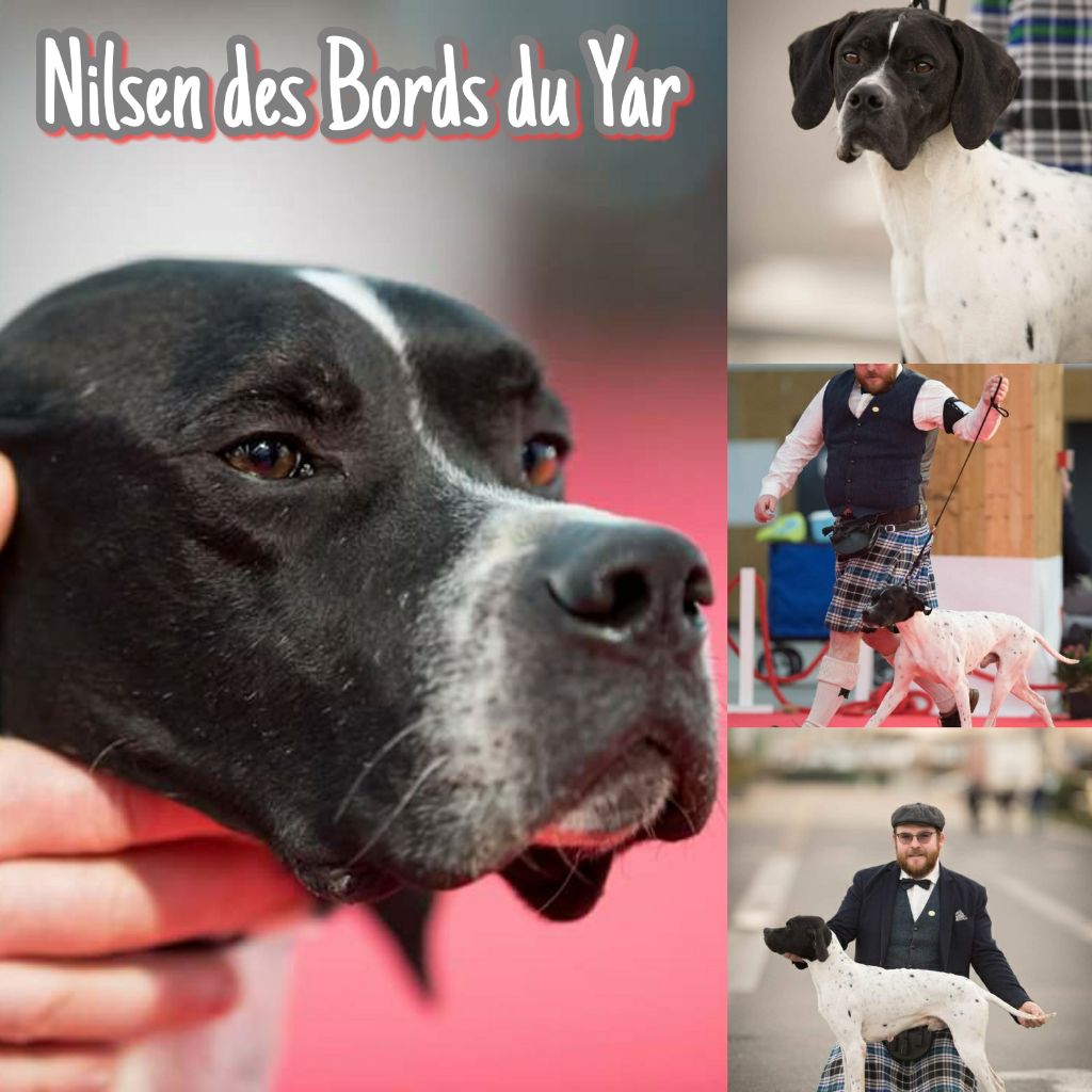 Des Bords Du Yar - Nilsen Des Bords Du Yar -1er Exc. CACS . MR - PARIS DOG SHOW