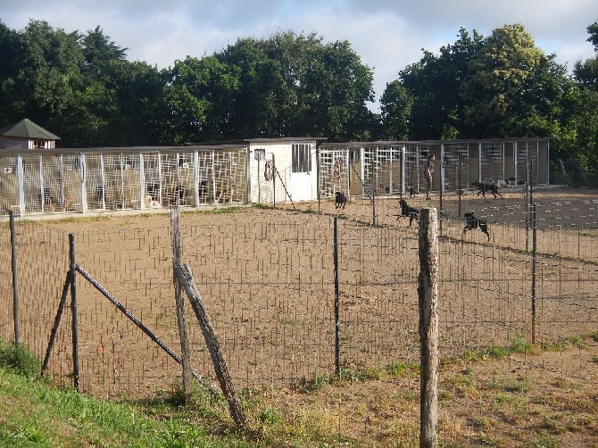 Des Bords Du Yar - La pension canine est pleine et les pensionnaires sont aux anges !