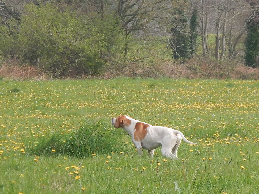 Des Bords Du Yar - Louarn des Bords du Yar en cours de débourrage chez Alicia LEQUEUX