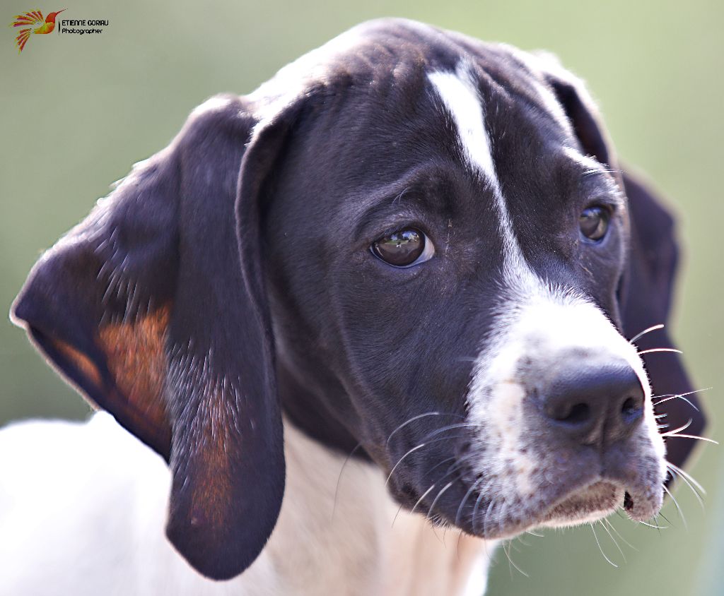 Des Bords Du Yar - Chiot disponible  - Pointer