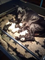 CHIOT BLANC & NOIR