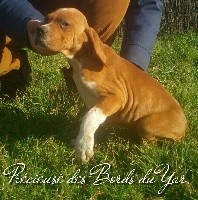 Précieuse des Bords du Yar